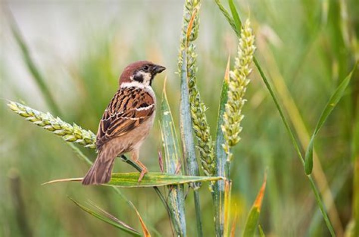 Apakah burung pipit behabitat di sawah?
