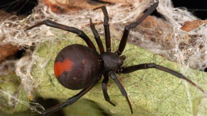 Are Araniella spiders poisonous?