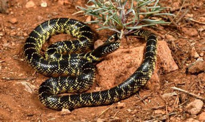 Are Arizona king snakes poisonous?