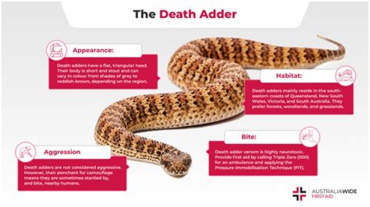 Are baby puff adders poisonous?