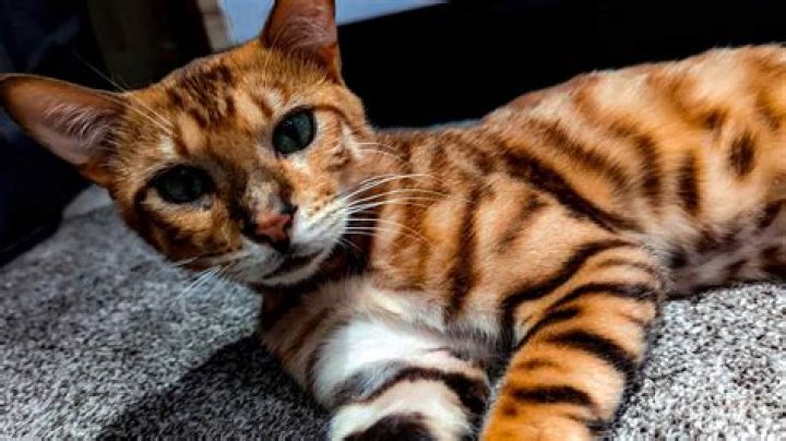 Are Bengal cats banned in NYC?