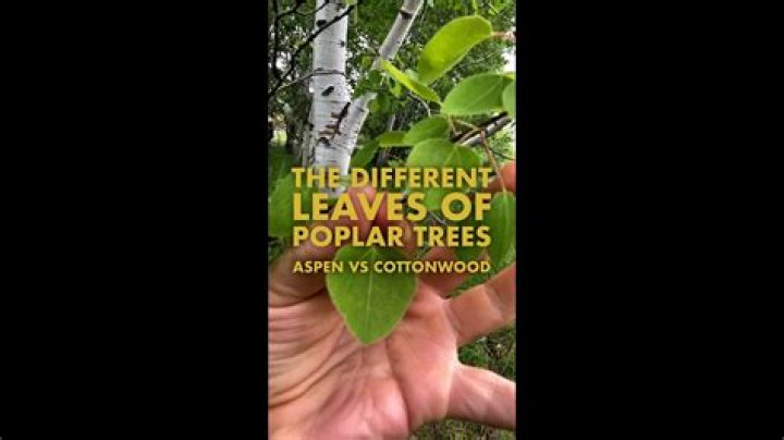 Are Black poplar trees rare?