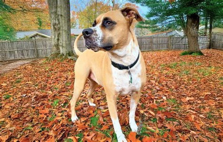Are boxer Pitbull mix good dogs?