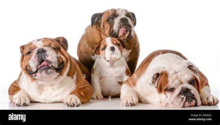 Are Bulldogs good family dogs?