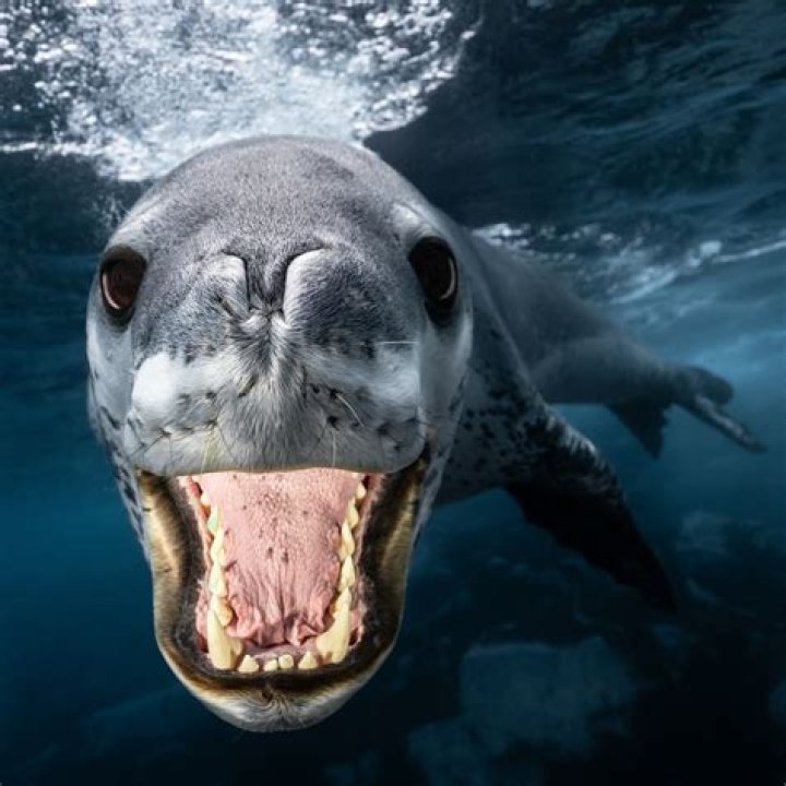 Are Caspian seals aggressive?