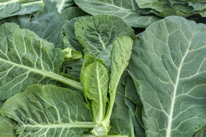 Are collards safe to eat?