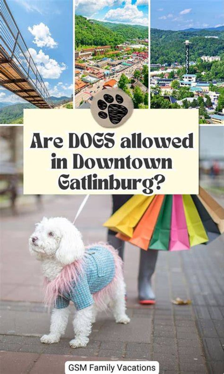Are dogs allowed in downtown Gatlinburg?