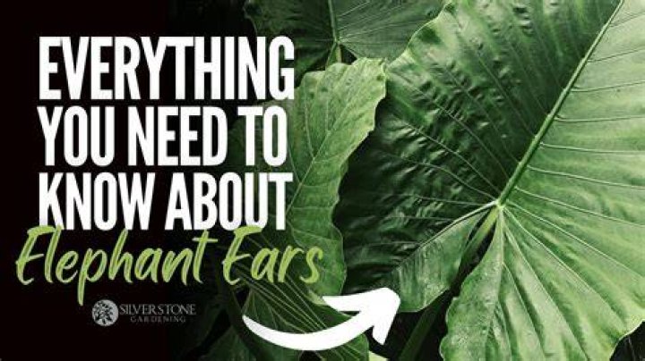 Are elephant ears expensive?