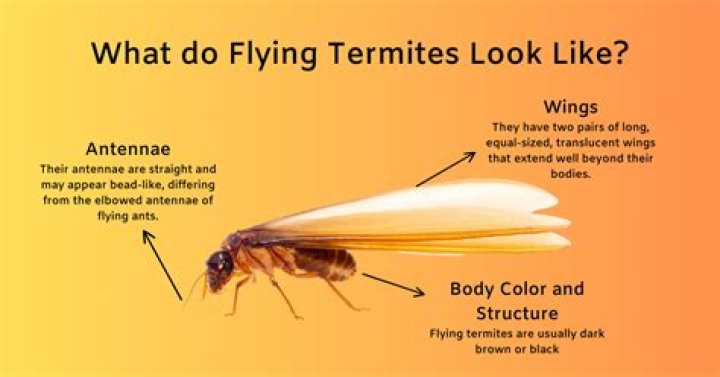 Are flying termites harmful to humans?