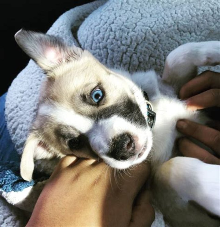 Are Husky Pitbull mix good dogs?