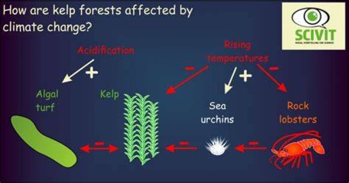 Are kelp forests affected by climate change?