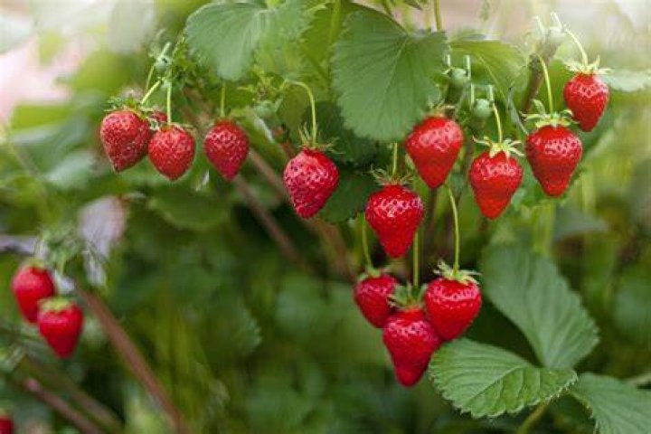 Are long stem strawberries better?