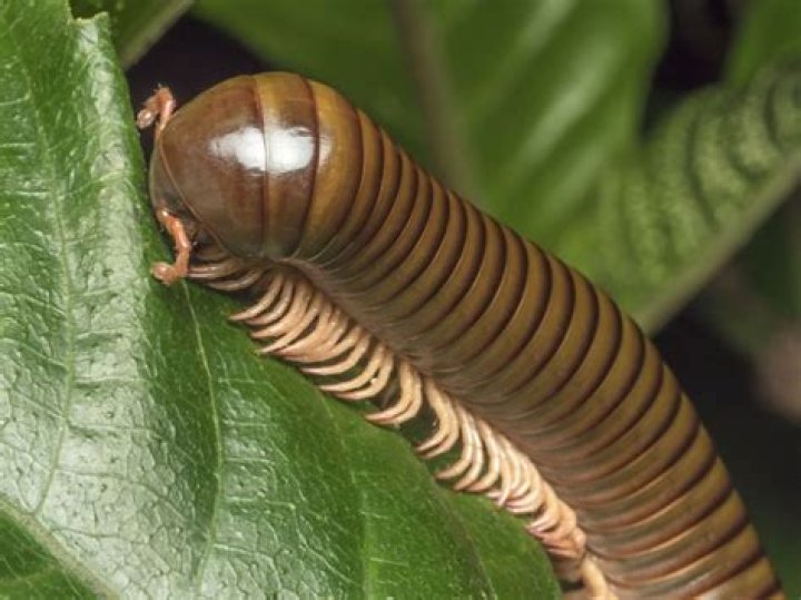 Are millipedes herbivores?