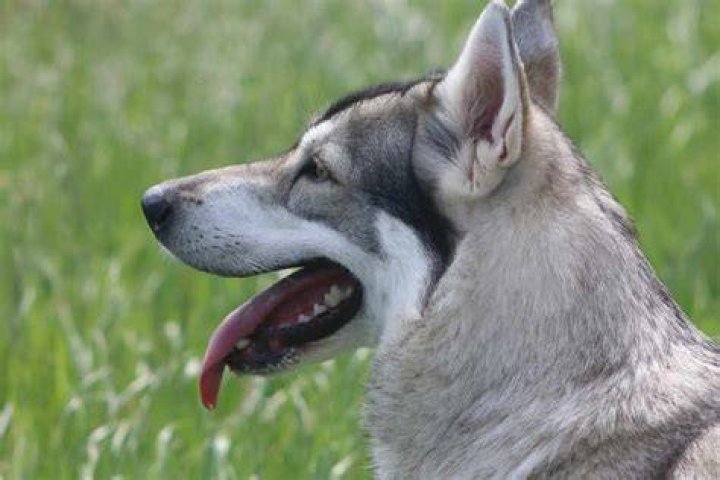 Are Northern Inuit dogs easy to train?