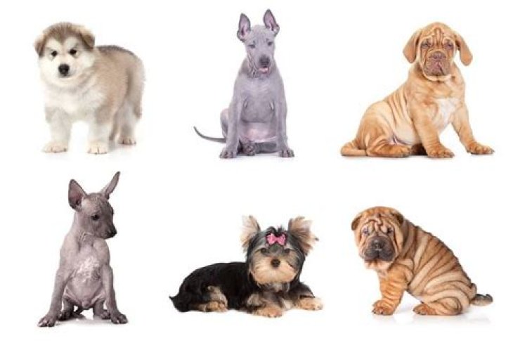 Are Petland puppies from puppy mills?