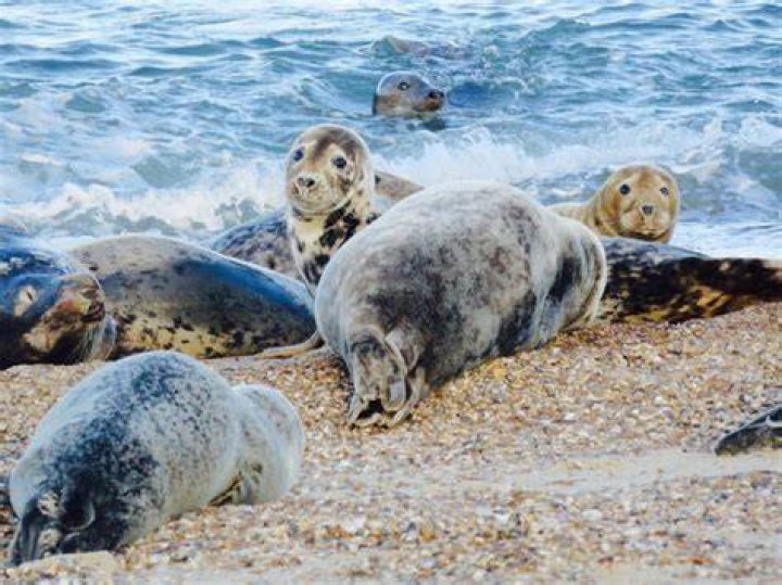 Are seals still at Horsey beach?