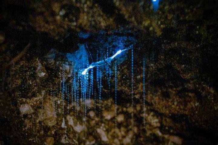 Are Te Anau Glow Worm Caves worth it?