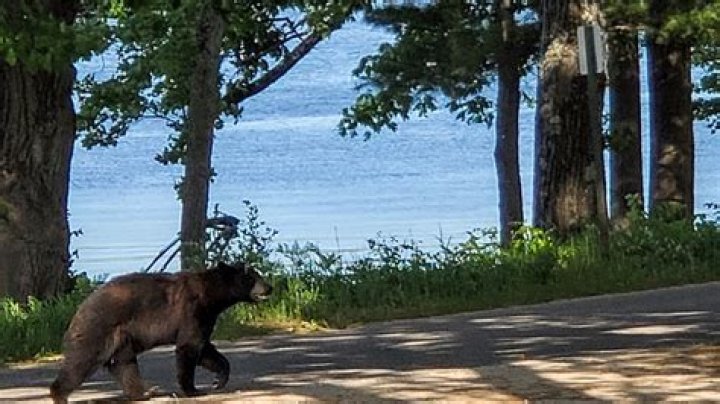 Are there bears in Cadillac MI?