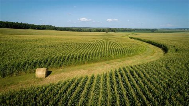 Are there cornfields in Texas?
