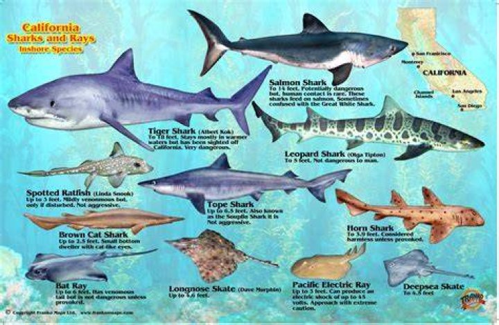 Are there sharks in San Diego California?