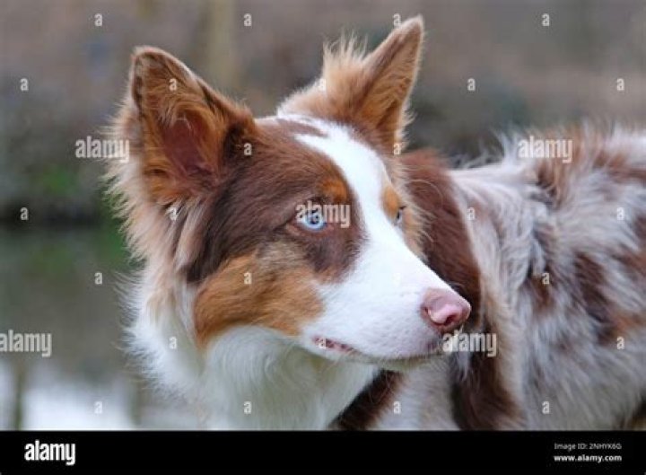 Are Tri Coloured Border Collies rare?