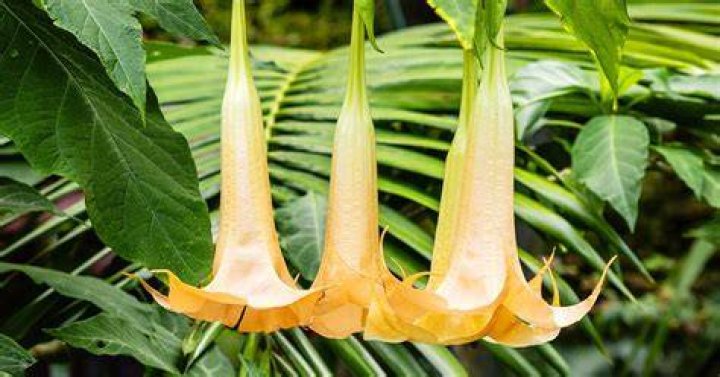 Are trumpet plants poisonous to touch?