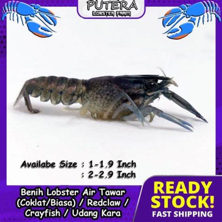 Bagaimana Cara panen benih lobster air tawar?