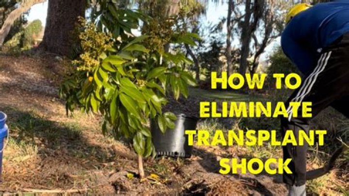 Can a tree survive transplant shock?