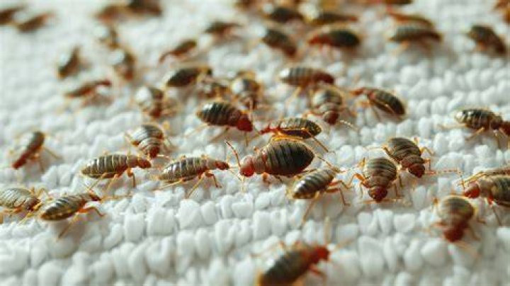 Can bed bugs travel through walls from one apartment to another?