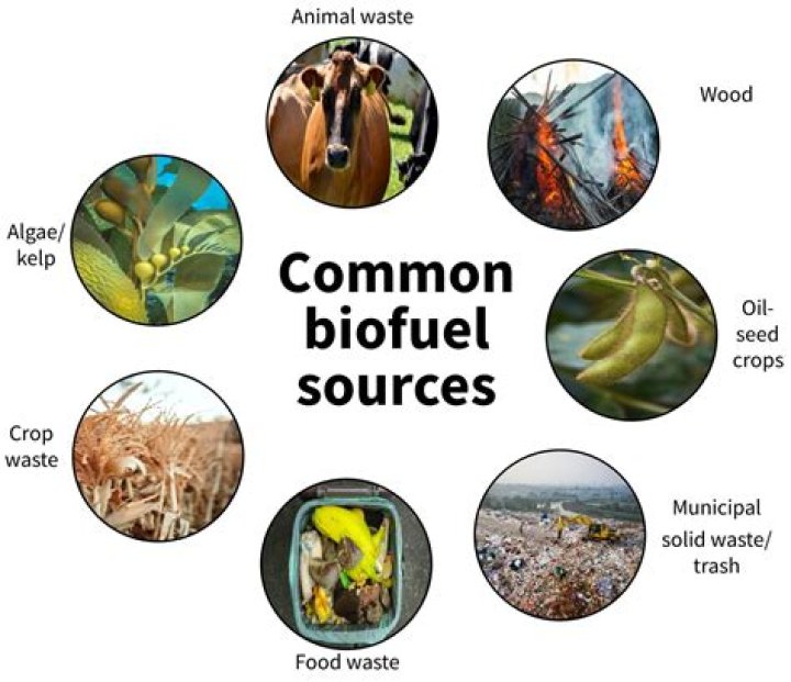 Can biofuels be made from algae?