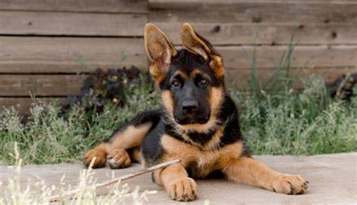 Can dogs be apathetic?