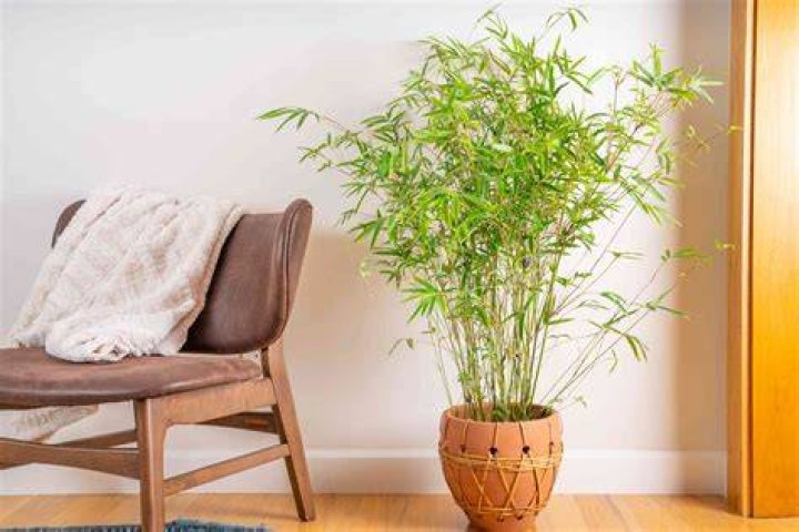Can golden bamboo grow indoors?