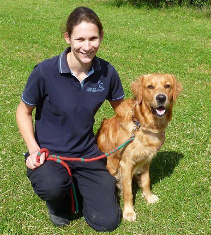 Can I be a dog trainer without certification?