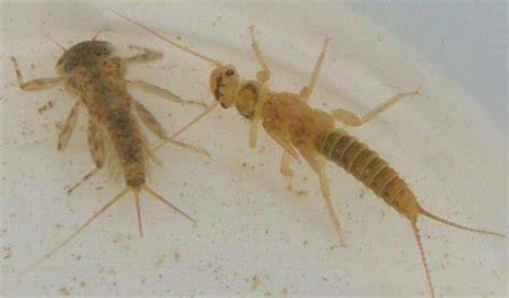 Can insects breathe in water?