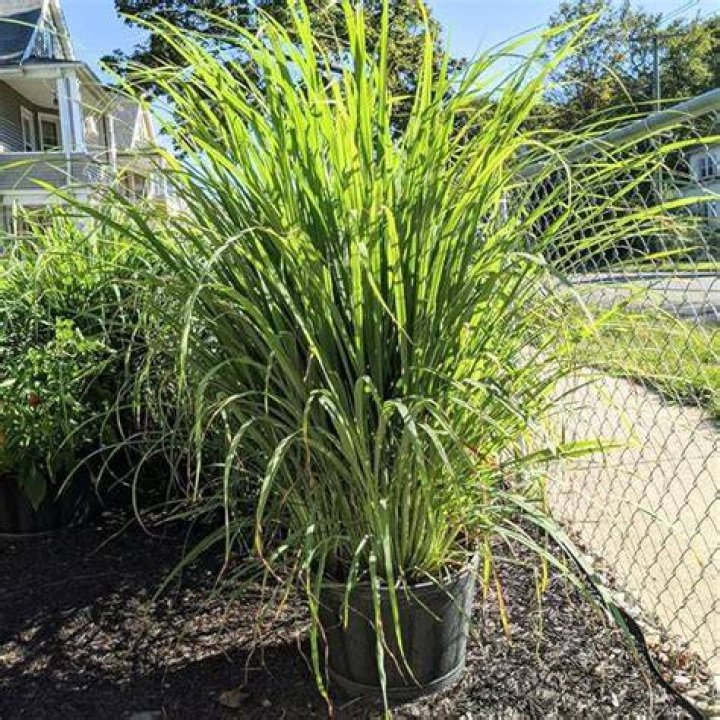Can lemon grass grow in Virginia?
