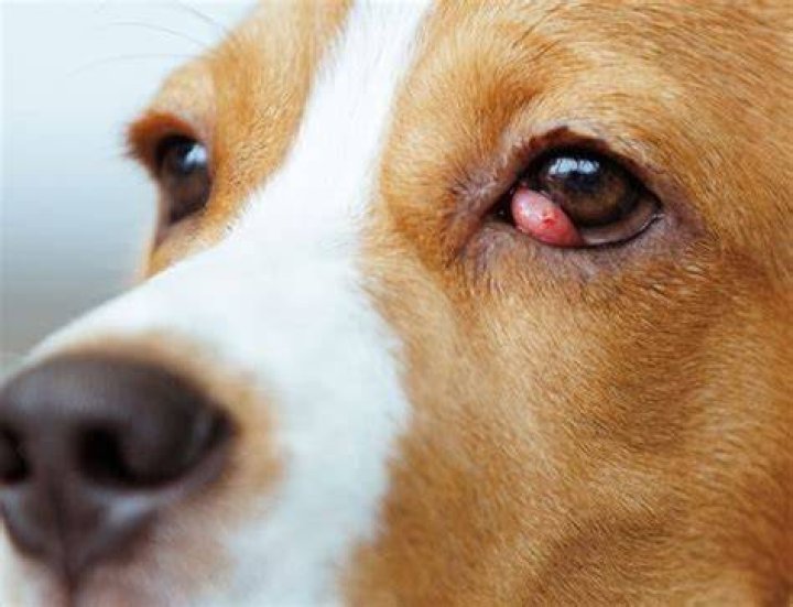 Can lymphoma in dogs cause eye problems?