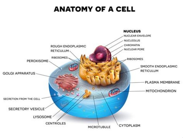 Can we see a cell?