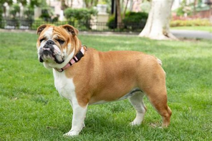 Can you get a healthy English Bulldog?