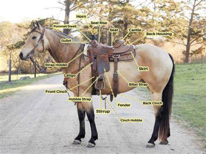Can you go to Saddle Ranch?