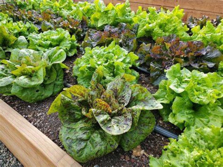 Can you grow London Pride from seed?