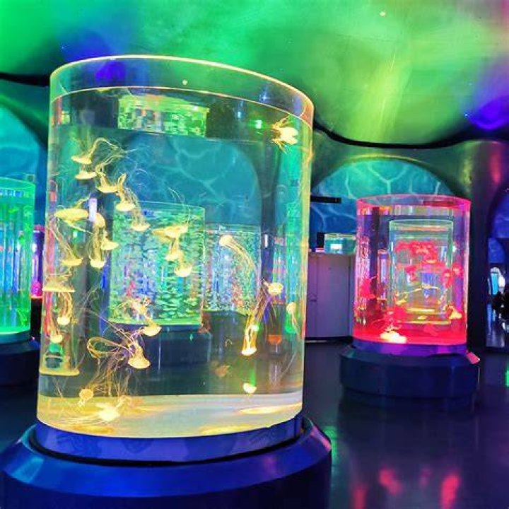 Can you have a jellyfish tank at home?