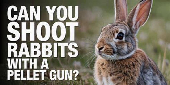 Can you shoot rabbits in Qld?