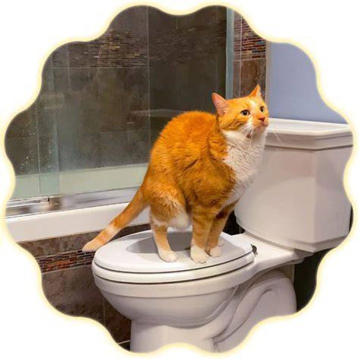 Can you train a cat to enjoy baths?