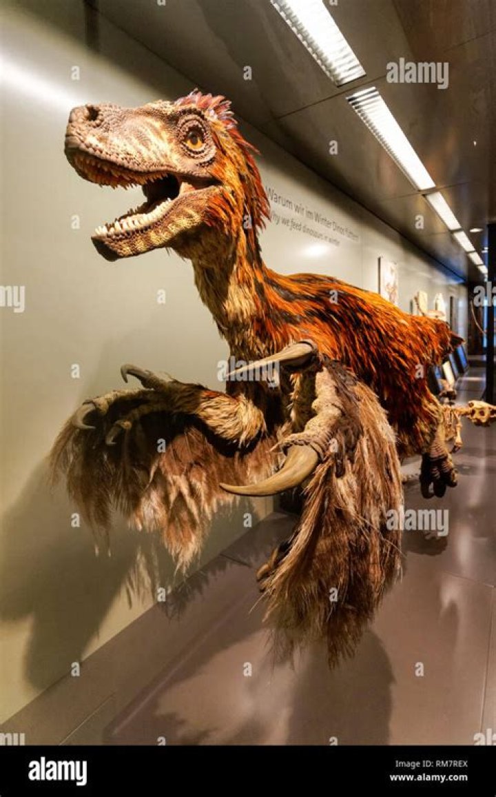 Did Deinonychus have a Furcula?