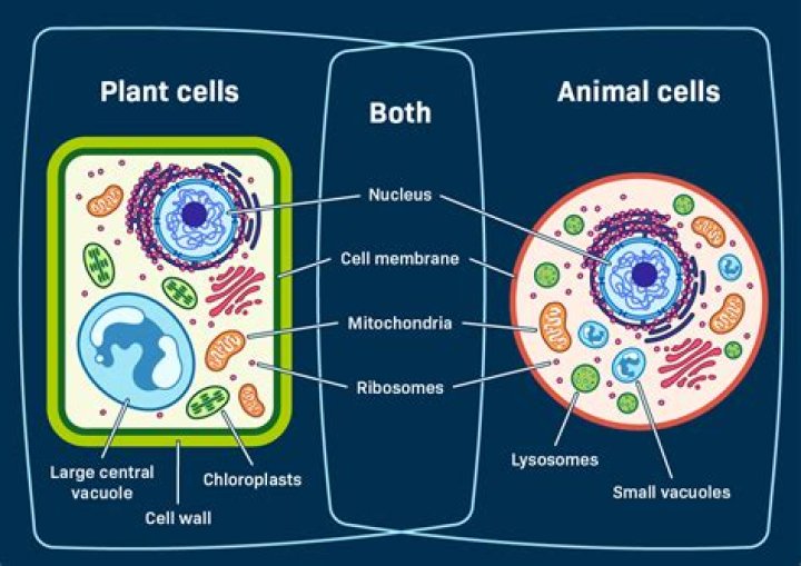 Do animal cells have 2 centrioles?