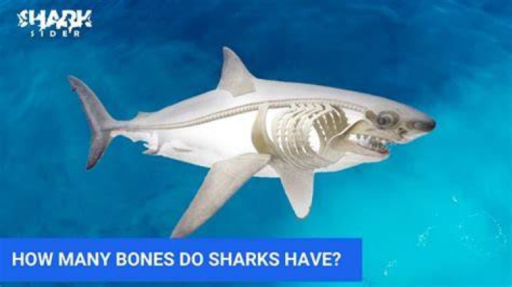 Do any sharks have bones?