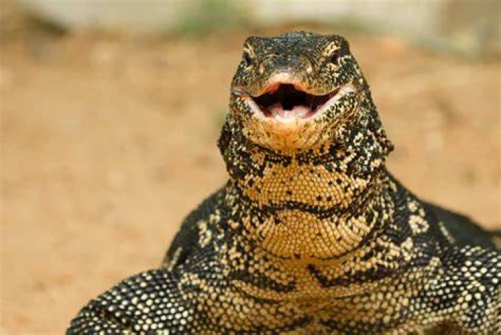 Do bigger lizards eat smaller lizards?