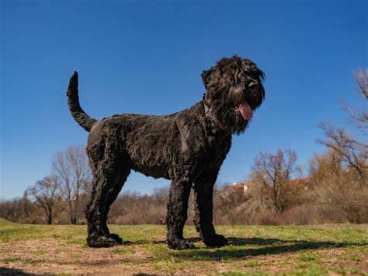 Do Black Russian Terriers make good guard dogs?