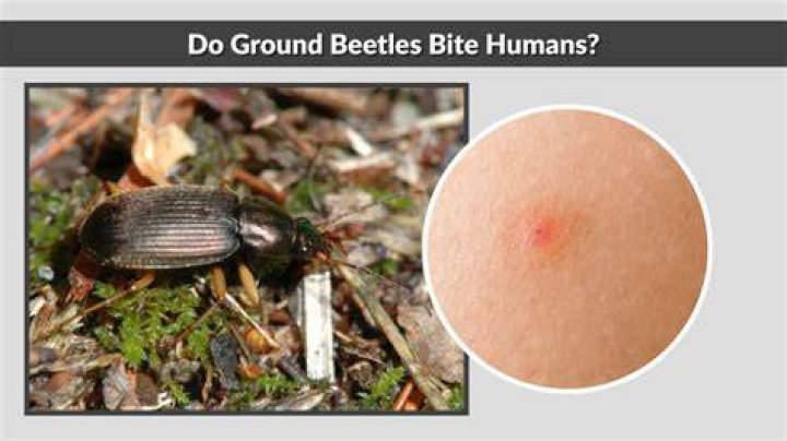 Do British beetles bite?