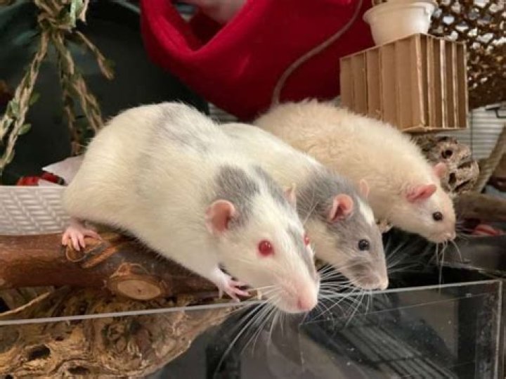 Do Dumbo rats make good pets?